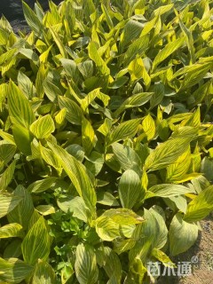 高度30厘米花叶美人蕉