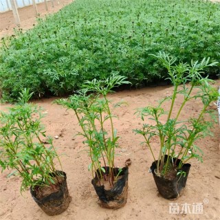 高度22厘米波斯菊