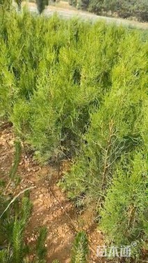 高度50厘米侧柏小苗