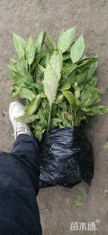 高度40厘米洒金珊瑚