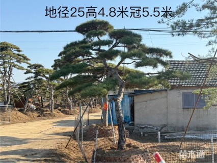 25公分造型松