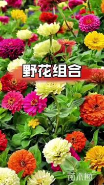 野花组合种子