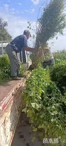 高度230厘米丛生木槿
