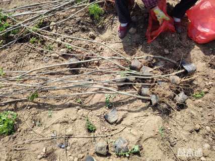 高度30厘米紫穗槐