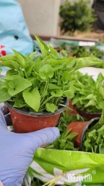 高度8厘米紫花地丁