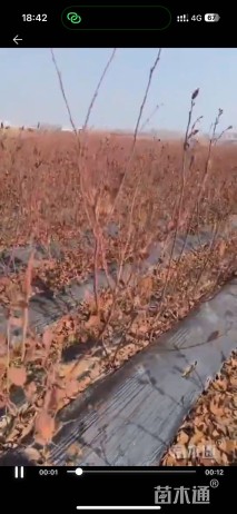 高度50厘米蓝莓小苗