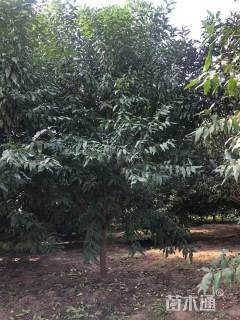 8公分菊花碧桃