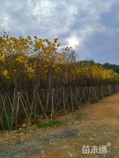5公分黄花风铃木