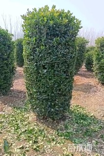 高度180厘米大叶黄杨柱