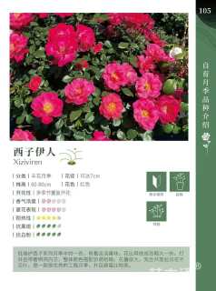 高度20厘米月季