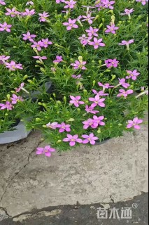 高度25厘米蓝星花