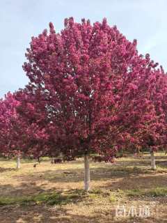 18公分绚丽海棠