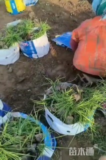 高度15厘米崂峪苔草