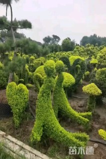 3公分造型女贞