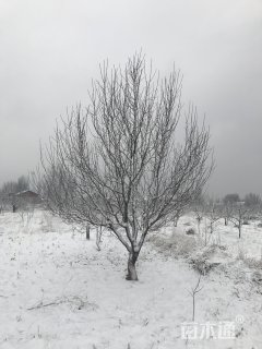 15公分八棱海棠