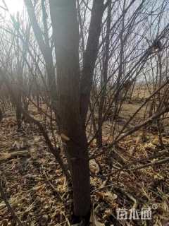 高度2500厘米丛生元宝枫