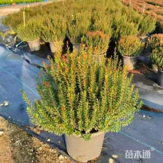高度60厘米小叶七彩赤楠球