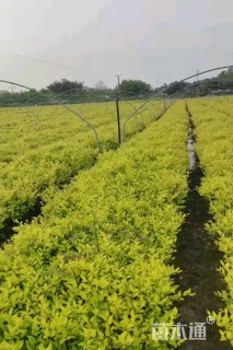 高度40厘米金森女贞小苗