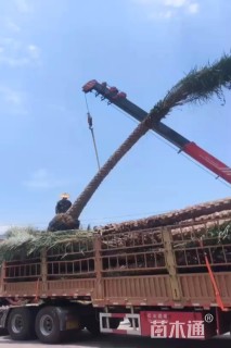 8公分紫叶李
