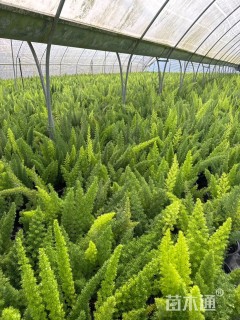 高度40厘米狐尾天门冬