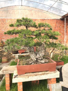 30公分日本黑松