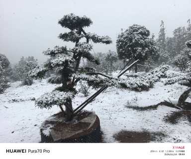 容器苗造型罗汉松