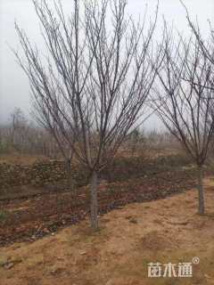 12公分日本晚樱