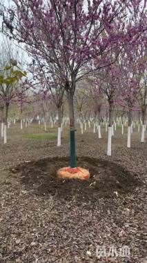 12公分四季春1号