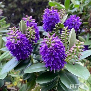 高度35厘米长阶花
