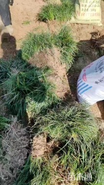 高度5厘米玉龙草