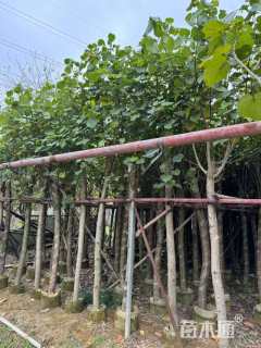 5公分黄槿