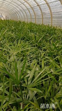 裸干高5厘米棕竹