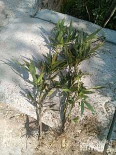 高度30厘米十大功劳