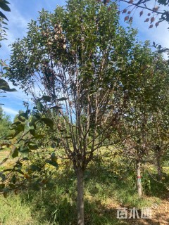 12公分绚丽海棠