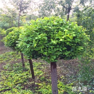 冠幅150厘米金叶榆球