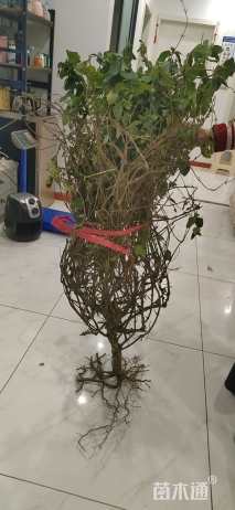 120厘米金银花
