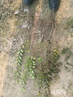 高度30厘米金叶女贞