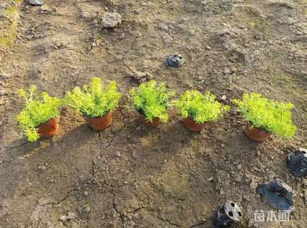 高度10厘米金叶佛甲草