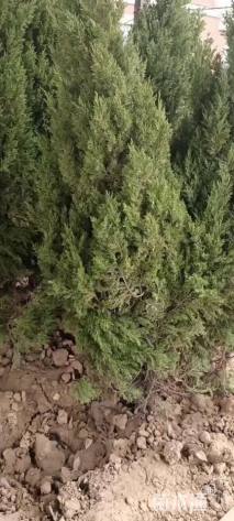 高度80厘米河南桧