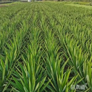 高度30厘米凤尾兰