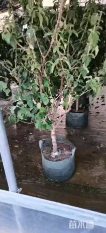 高度250厘米木绣球