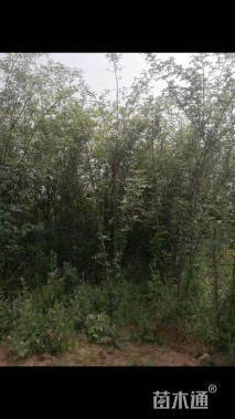 高度400厘米花椒