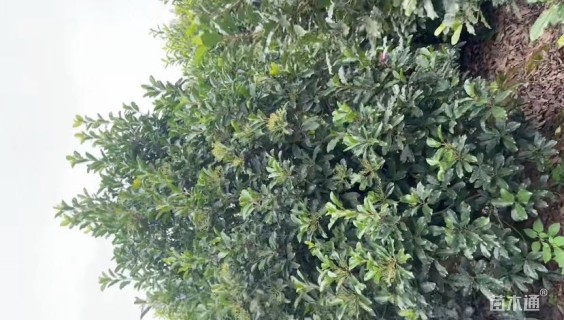 高度400厘米中华石楠