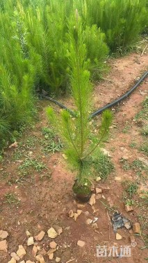 高度100厘米马尾松