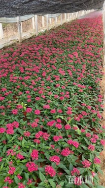 高度20厘米五星花