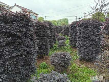 高度160厘米红花继木柱