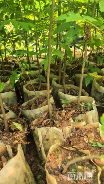 高度70厘米栾树小苗