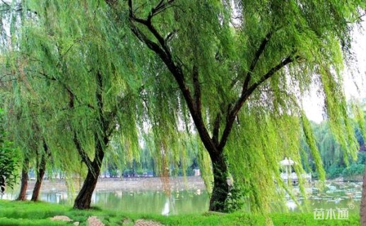 35公分西湖垂柳