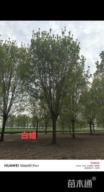 30公分白蜡