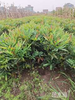 高度30厘米细叶十大功劳